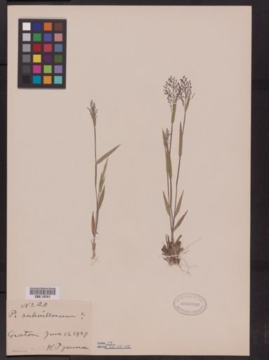 Panicum subvillosum