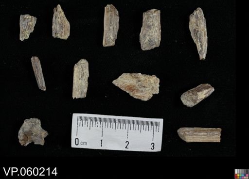 undet. Actinopterygii