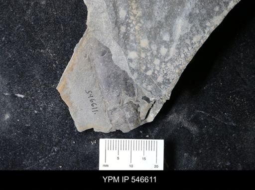 undet. Eurypterida