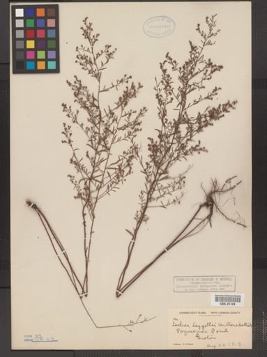 Lechea leggettii