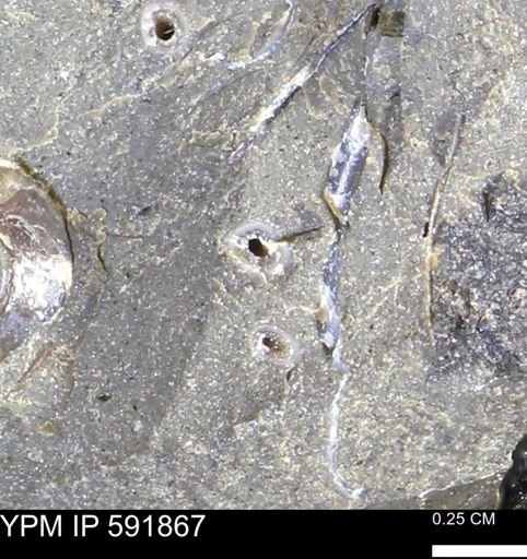 Serpulidae