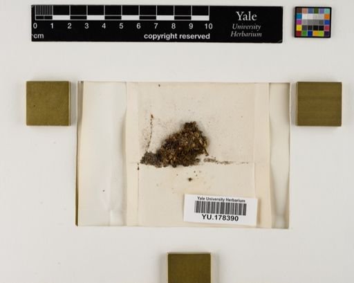 Plantae