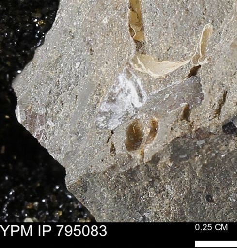 undet. Bivalvia