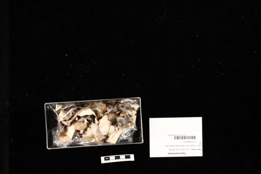Pyxis arachnoides
