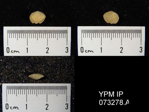 Atrypella decaturensis