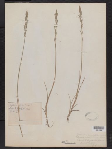Puccinellia fasciculata
