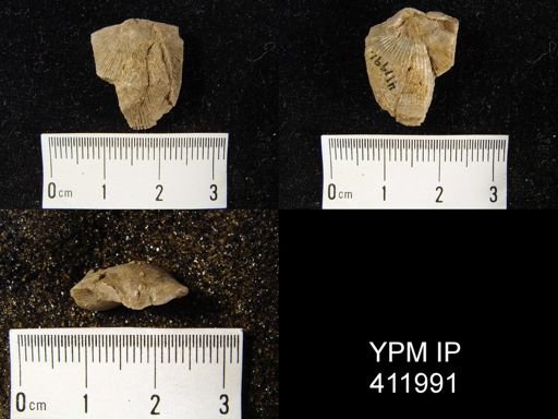 Derbya crassa