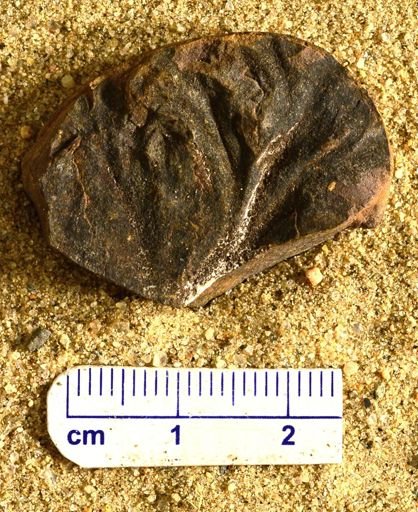 Aphlebia