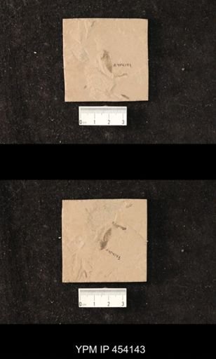 undet. Hexapoda