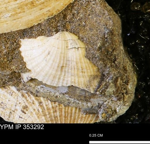 Parallelodon?