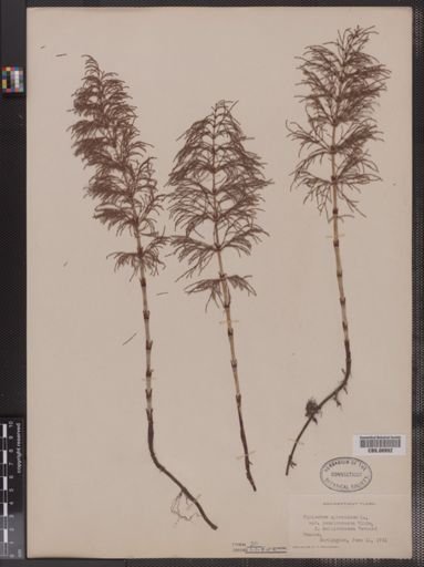 Equisetum sylvaticum