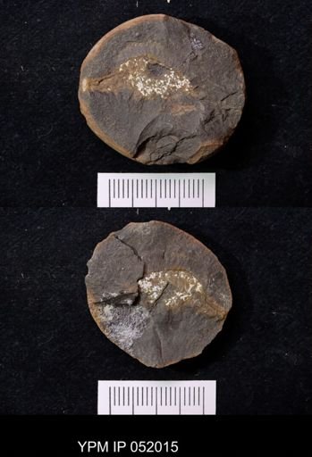Anthracaris gracilis