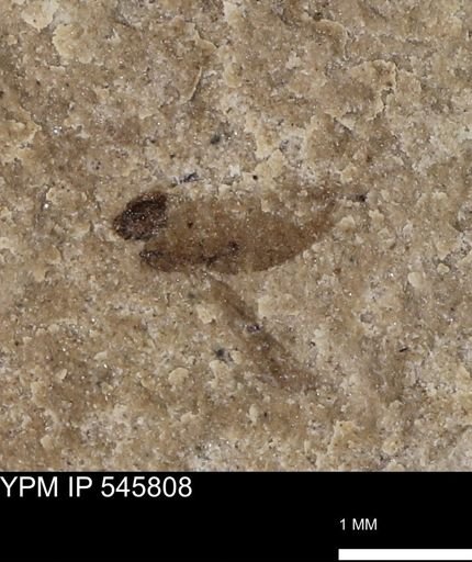 Diptera?