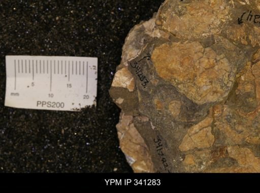 Inoceramus sp.