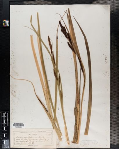 Carex acutiformis