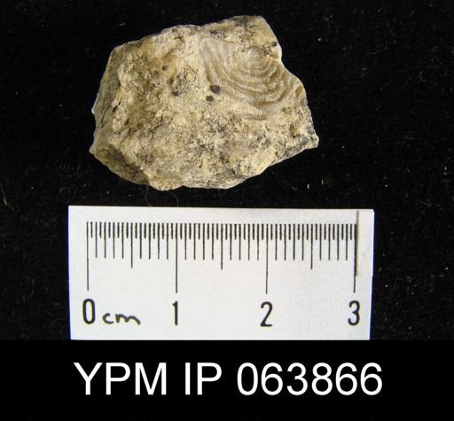 Leptaena delicata