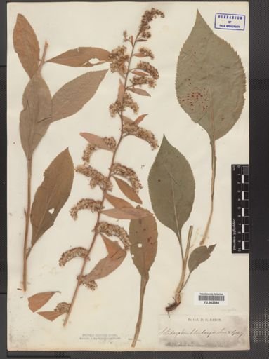 Solidago muhlenbergii
