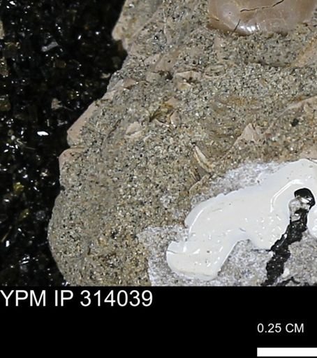 undet. Scaphopoda