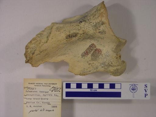 Teleoceras fossiger