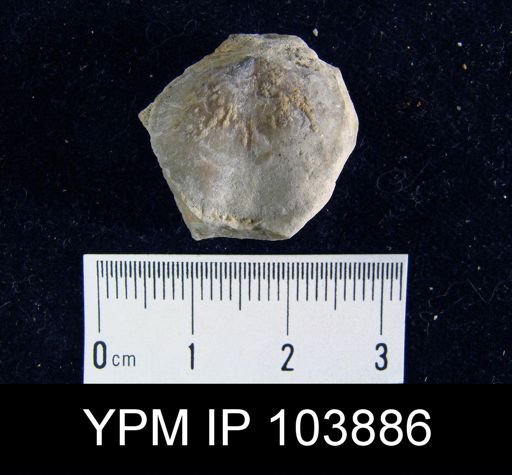 Dalmanella perelegans