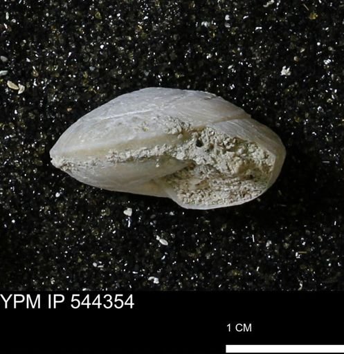 Poecilozonites bermudensis zonatus
