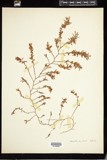 Sargassum