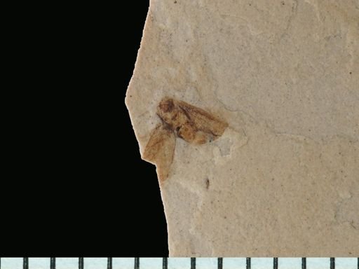 undet. Auchenorrhyncha