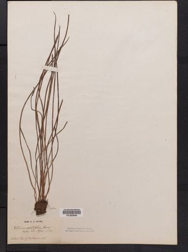 Vittaria