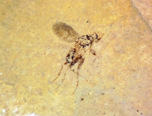 Diptera?