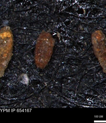 Miliammina manitobensis