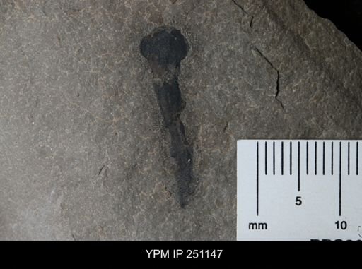 Cooksonia sp.
