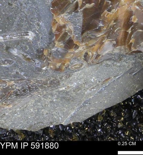 Mollusca