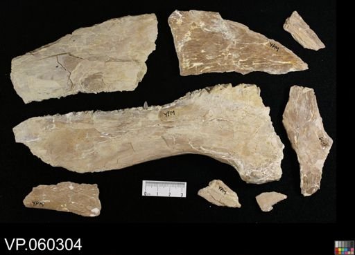 undet. Ichthyodectidae