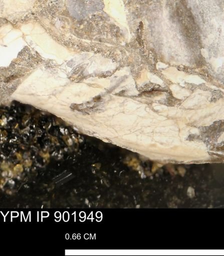 Inoceramus sp.