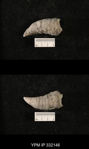 Grewingkia sp.