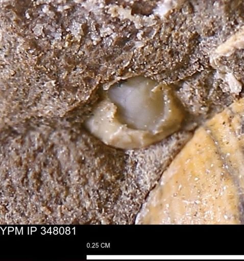 undet. Mollusca