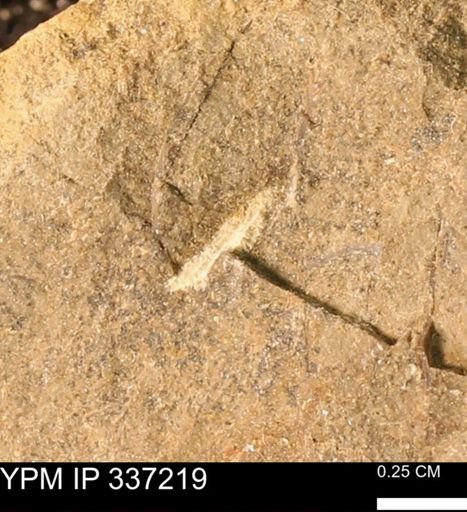undet. Mollusca