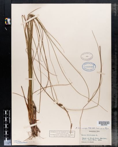 Carex lasiocarpa americana
