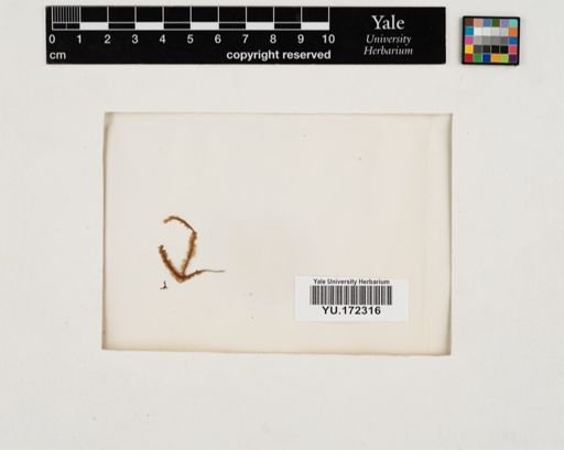 Plantae