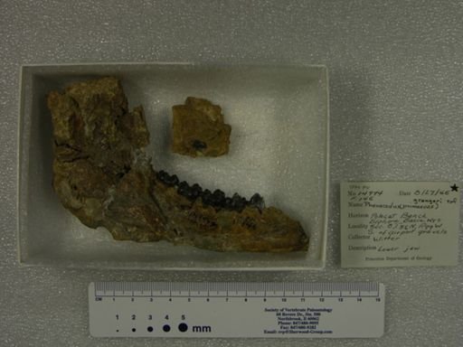 Phenacodus grangeri