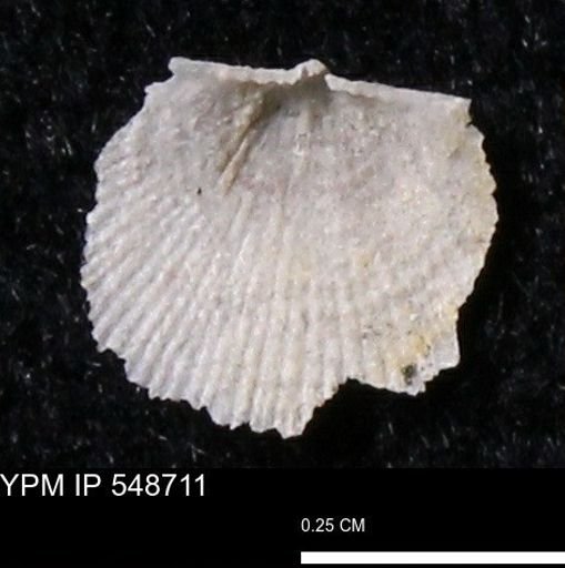 Stropheodonta perplana