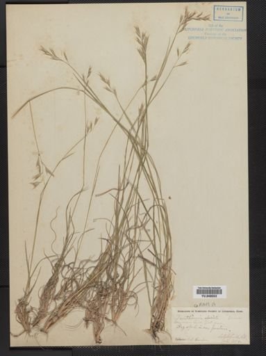 Danthonia spicata