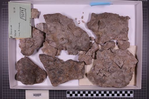 mixed taxa, stratigraphic collection