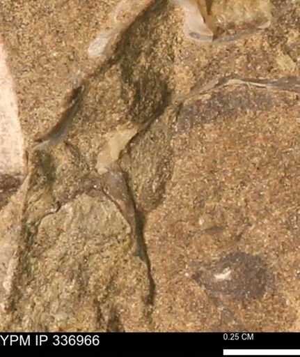 undet. Mollusca