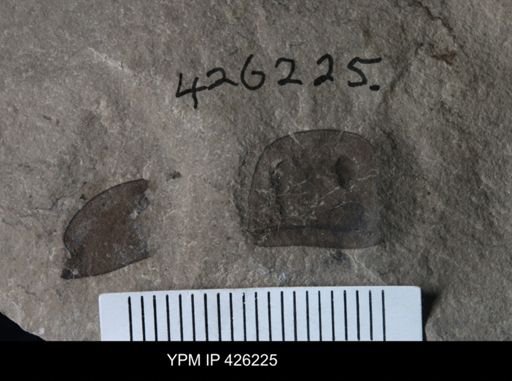 Eurypterus sp.