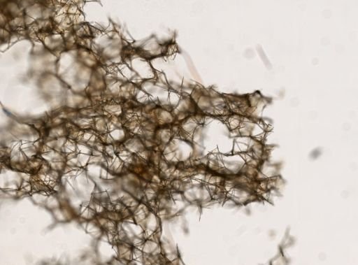 Halichondria panicea?