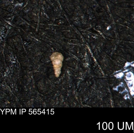 Verneuilinoides kansasensis
