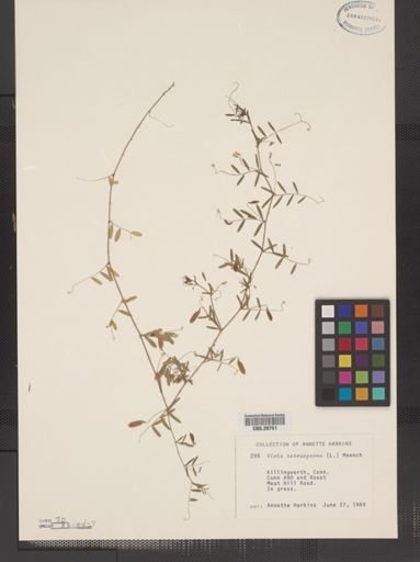 Vicia tetrasperma