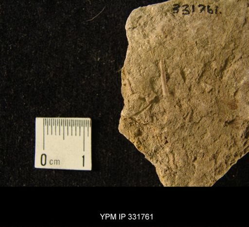 Coleolus iowaensis