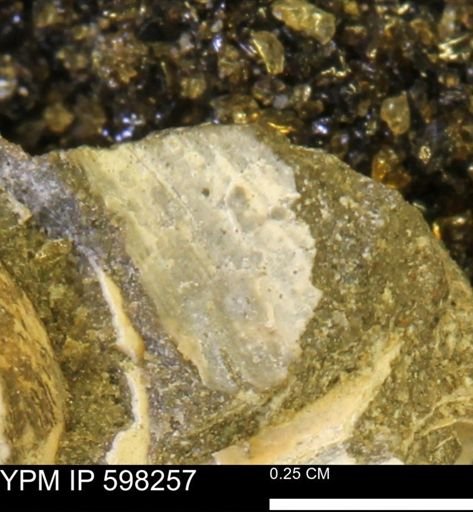 Limopsis striatopunctatus